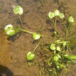 Heteranthera reniformis Likasa