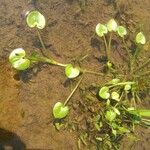 Heteranthera reniformis Folha