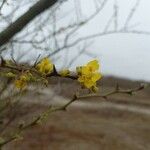 Parkinsonia praecox Цветок