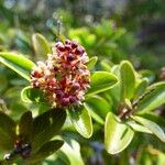 Embelia angustifolia Flower