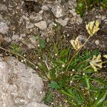 Oxytropis pilosa Blatt