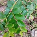 Breynia vitis-idaea List