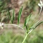 Vicia parviflora List