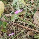 Dicliptera paniculata Λουλούδι