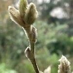 Magnolia stellata ശീലം