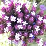 Verbena bonariensisBlüte