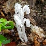 Monotropa uniflora Hábito