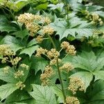 Rodgersia podophylla 花