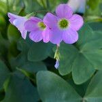 Oxalis latifoliaBlüte