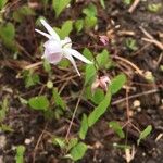 Epimedium grandiflorumKvet