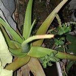 Aloe arborescens Лист
