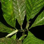 Psychotria panamensis Ліст