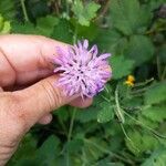 Knautia dipsacifoliaÇiçek