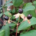 Hypericum androsaemum Frucht