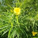 Thevetia neriifolia Flor