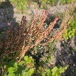 Rumex thyrsiflorus 花