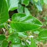 Paederia foetida Blatt