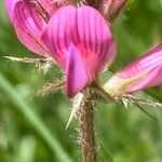 Onobrychis montana Flower