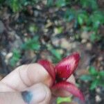 Annona haematantha 花