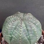 Euphorbia obesa Листок