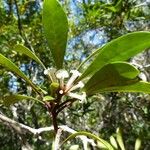 Pittosporum echinatum Habit