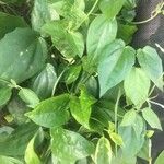 Thunbergia fragrans List