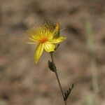 Mentzelia crocea Flors