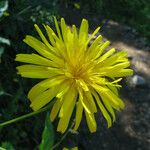 Crepis lampsanoides Цвят