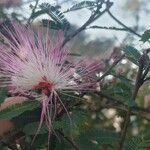Calliandra surinamensis Λουλούδι