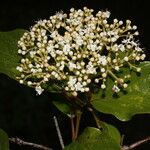 Viburnum venustum Flor