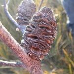 Banksia spinulosa Φρούτο