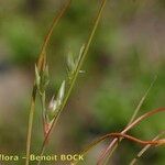 Juncus hybridus Ovoce