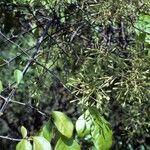 Pisonia aculeata Облик