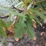 Quercus cerris Leaf