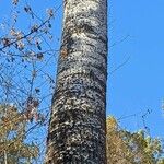 Populus × canescens Corteccia