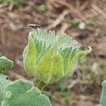 Abutilon grandiflorum Fruit