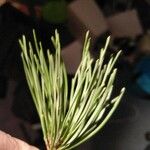 Pinus albicaulis Folha