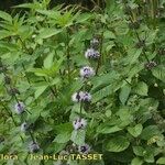 Mentha × verticillata Habitus