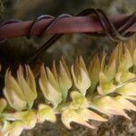 Bulbophyllum nigritianum Flower