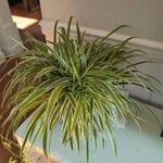 Chlorophytum comosum Pokrój