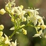 Galium album Blüte