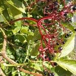 Sambucus nigra Other