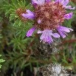 Coris monspeliensis Flower