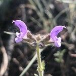 Salvia × sylvestris Квітка