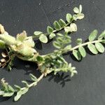 Astragalus sinaicus
