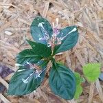 Rauvolfia serpentina Hoja