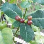 Rauvolfia tetraphylla Fruit