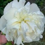 Paeonia lactifloraКветка