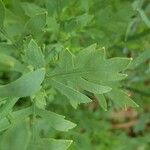 Romneya coulteri برگ