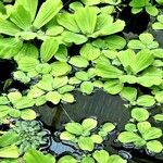 Pistia stratiotes Ліст